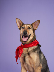 portrait of a beautiful dog lilac background. Mix of breeds. Sweet Pet in the studio