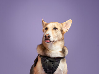 portrait of a beautiful dog lilac background. Mix of breeds. Sweet Pet in the studio