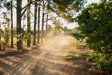 Rural dirt road lined with trees, dust is in the air from a recent passing car