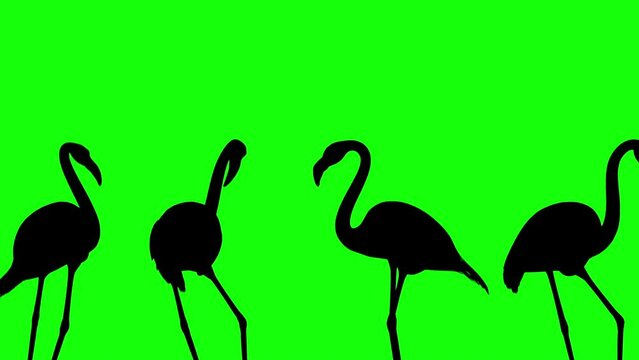 loop animation Dancing flamingo silhouette green screen. Seamless looping 