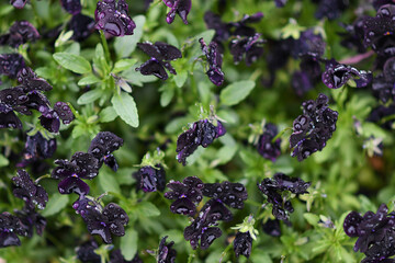 Closeup of dark blue-violet perennial plants