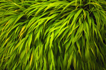 Closeup of green perennial plants