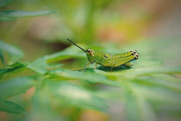 grasshopper on the grass