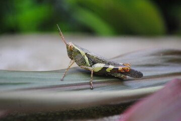 grasshopper on a leaf