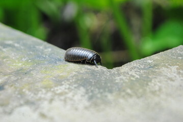 macro of a bug