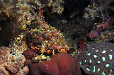 Fototapeta premium Bearded scorpionfish camouflaged amongst corals Cebu Philippines