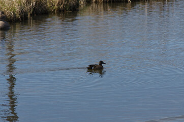 Blue-Winged Teal in the Water