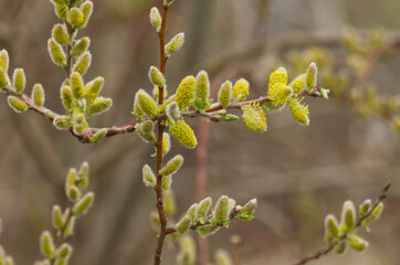 Pussy Willows going to Seed