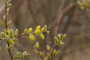 Pussy Willows going to Seed