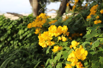 Yellow flowers at the beach