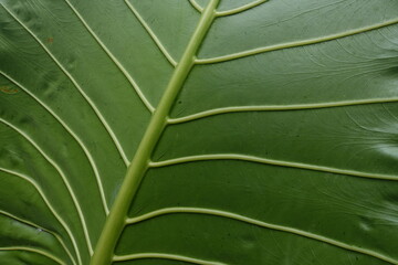big taro plant leaves in botanical garden. nature concept. 