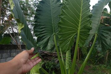 big taro plant leaves in botanical garden. nature concept. 