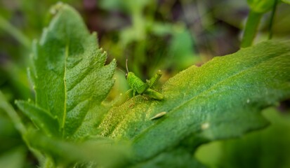 close up photo ar macro photo of green grasshopper on leaf
