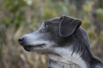 Naklejka premium MIRADA CANINA