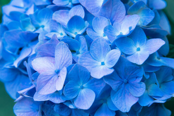 【バックグラウンド】梅雨の紫陽花