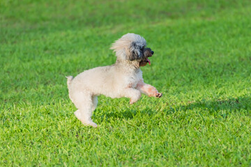 American cocker spaniel is playing on grass
