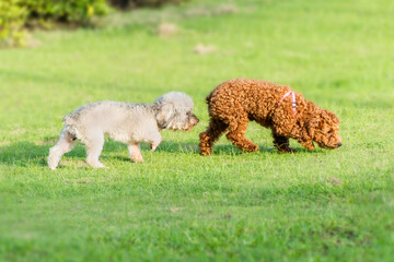 Two puppies on a grass