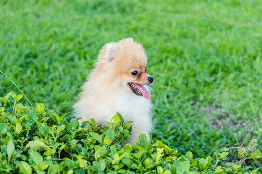 Pomeranian puppy is standing for take picture