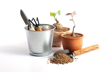 Gardening tools and Stephania erecta raib and Phyllanthus mirabilis plant in pots on white background.