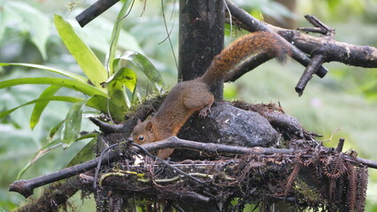 Squirrel in a tree in Mindo, Ecuador