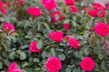 エルベショーン