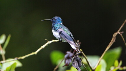 White-necked jacobin (Florisuga mellivora) hummingbird perched on a twig in Mindo, Ecuador