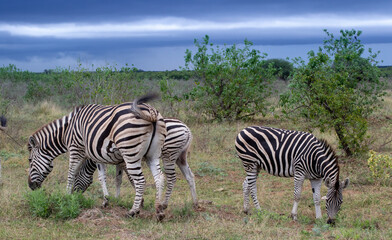 Fototapeta na wymiar Zebras forage in the wild isolated against a stormy background