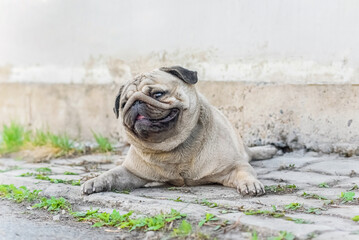 naughty dirty dog is covered in street dust. Pug, messing around, smiling and looking at the camera