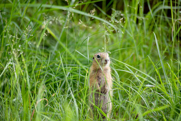 Naklejka na ściany i meble a small young ground squirrel is sitting in the tall green grass