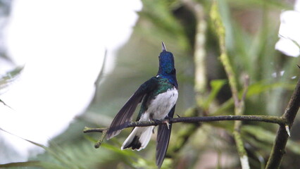 White-necked jacobin (Florisuga mellivora) hummingbird perched on a twig with its wings extended in...