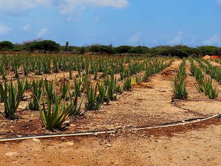 Aloe Farm In Aruba