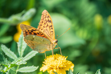 The dark green fritillary butterfly collects nectar on flower. Speyeria aglaja is a species of butterfly in the family Nymphalidae.