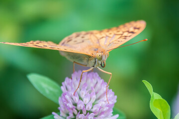 The dark green fritillary butterfly collects nectar on flower. Speyeria aglaja is a species of butterfly in the family Nymphalidae.