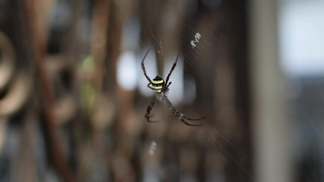 Spider which is known as Argiope pulchella In spider web
