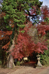 大兵主神社の紅葉