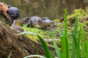 Alligator On Swap Bed