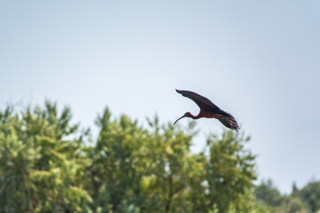 A graceful water bird glossy ibis, latin name Plegadis falcinellus, flying in blue sky