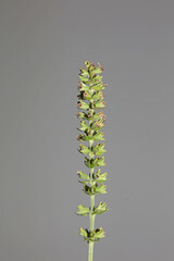 Aromatic flower blossom close up botanical background high quality big size prints salvia pratensis family lamiaceae wall poster