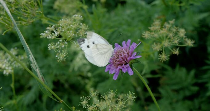 papillon blanc sur une fleur mauve