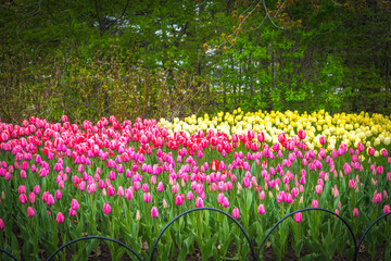 Super vibrant tulip flower field in Spring