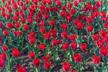 Super vibrant tulip flower field in Spring