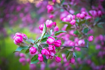 Pink cherry apple flower