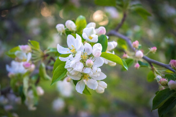 White cherry apple flower