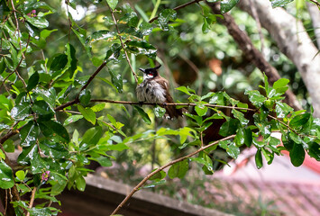 Red-whiskered bulbul bird on a branch
