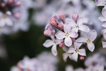 Fototapeta na wymiar beautiful lilac branches close-up. Background.