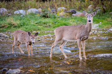 Deer on the creek