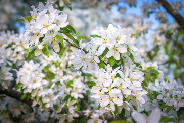 Cherry apple blossom in Spring 