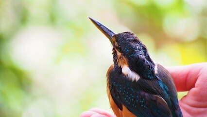 カワセミ
