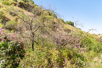 Nature  on the banks of the Jalaboun stream in the Golan Heights, northern Israel
