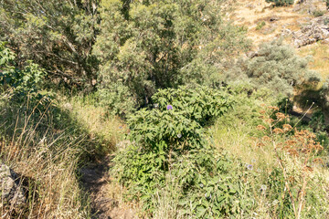 Nature  on the banks of the Jalaboun stream in the Golan Heights, northern Israel